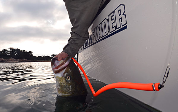 10 Ways To Catch A Cow Striper On The Tube & Worm