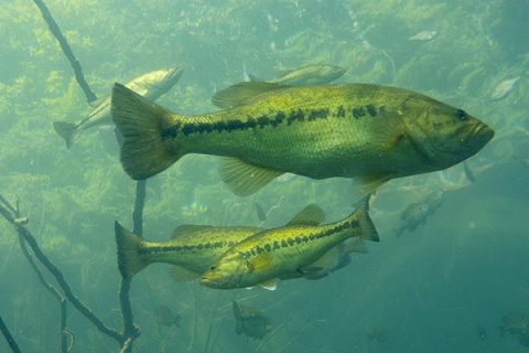 Look To Timber For Early-Season Largemouths