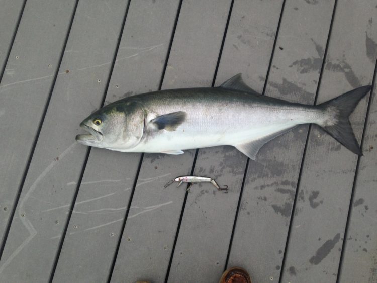 A Manasquan River bluefish caught this past Wednesday.
