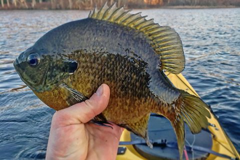 Fly-fishing with small poppers is a fun and effective way to catch spring panfish on a calm day.