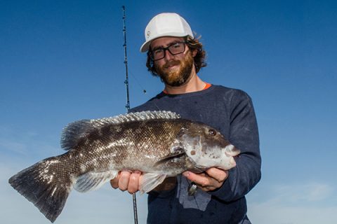 Long, stout conventional rods are needed to hoist shore-caught tautog out and away from line-cutting structure.