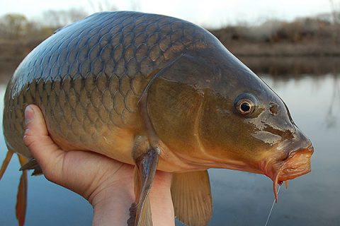 Finding And Fooling Long Island&rsquo;s Carp