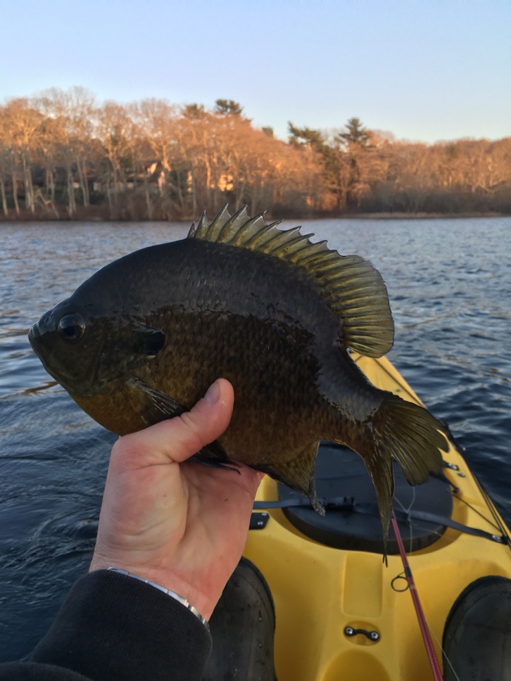 Eddy Stahowiaks monster bluegill from Wednesday night. 