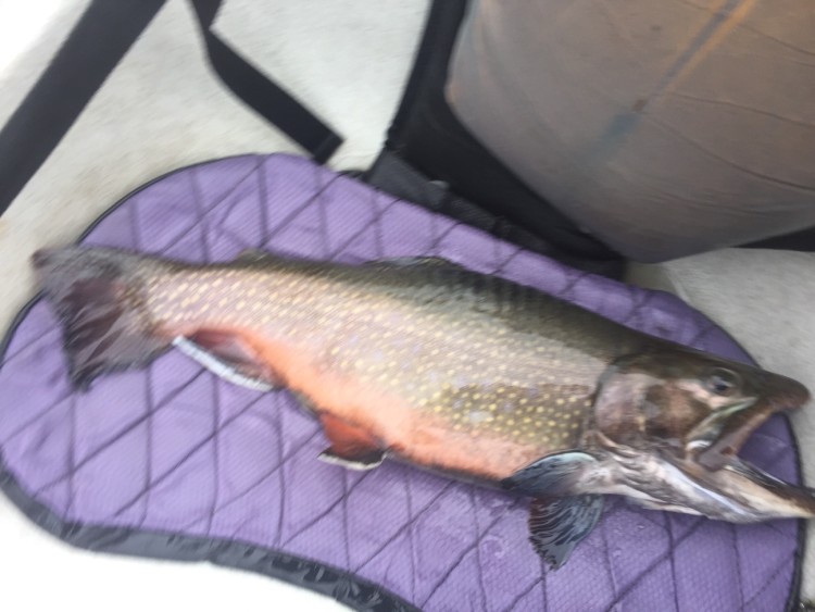A big broodstock brookie that fell for a slow-trolled Floating Rapala this weekend. 