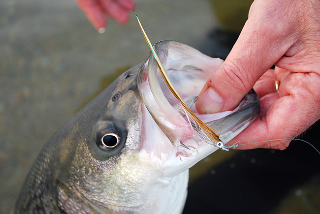Bass on a fly is an angling treat