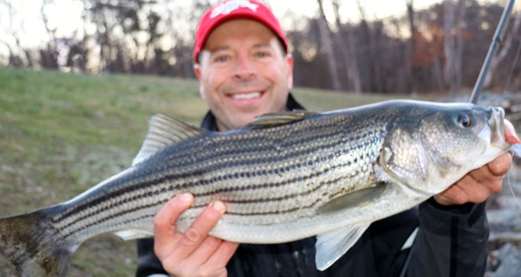 More herring means more harbor holdover stripers!