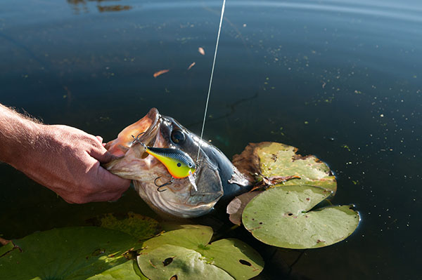 River Backwater Areas for Largemouth