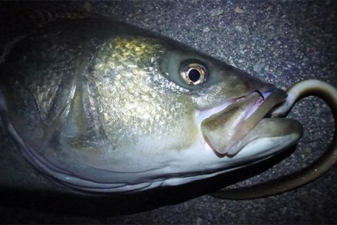 Surfcasting For Stripers: Eels-Dead Or Alive?