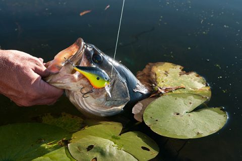 River Backwater Areas for Largemouth