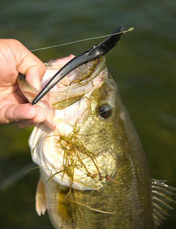 Discover The Versatility of Jerk Shads For Springtime Bass - On