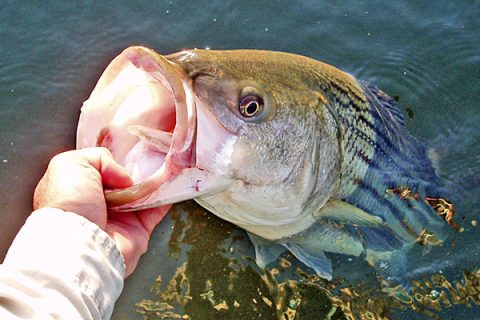 Many of the early-season stripers to filter into the Sound will be stout school-sized bass, ideal for light tackle and flyfishermen.
