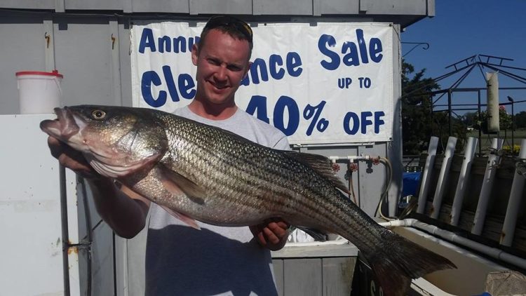 This 14-pound striper checked in at Absecon Bay Sportsman fell to an eel. 