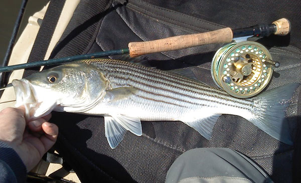 Connecticut Fishing Report- September 12, 2019 - On The Water