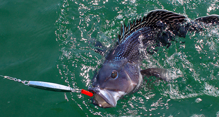 Cape Cod Black Sea Bass Fishing - On The Water