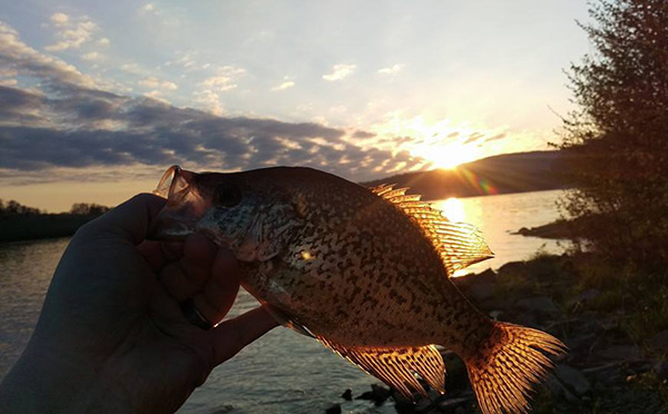 On a recent camping trip to Hammond Lake, Don Kelly, caught Crappie using a variety of baits.