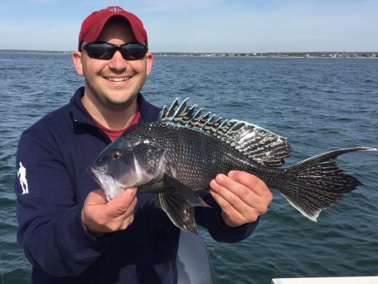Captain Dave Altrich had a great day of sea bass fishing on Buzzards Bay last Saturday. 