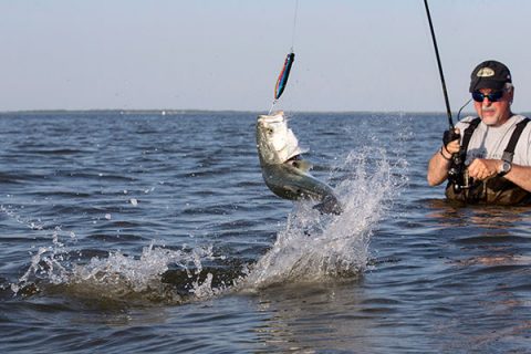 A bayside bluefish tailwalks across the surface as it tries to shake free of a popper.