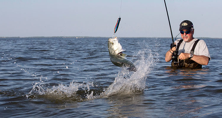 A bayside bluefish tailwalks across the surface as it tries to shake free of a popper.