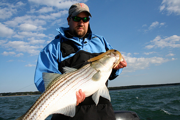 Andy Nebreski with a healthy Middle Ground Striped Bass