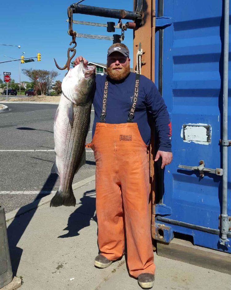 Nick Alfonse of Hamilton weighed in this 52-pound bass caught on a live bunker with Captain Eric Kerber of On A Mission Fishing.