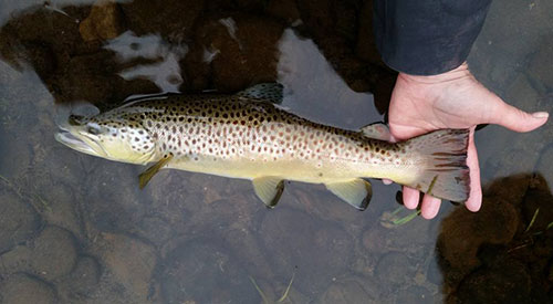Mark Sausser caught a 20” Brown Trout on a recent trip to Penns Creek. This trout was not rising, but was coaxed to the surface using a March Brown dry fly!