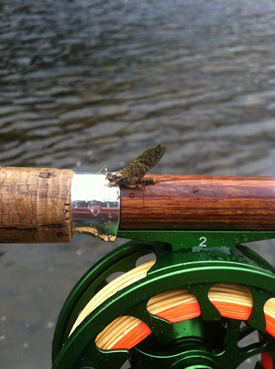 March Browns are hatching on Pine Creek! Water levels are on the way back down so get your gear ready!