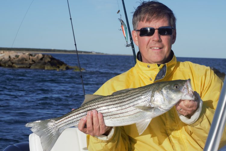 Ross Campbell caught this schoolie striper, and many more, off the South Side of the Cape Wednesday afternoon. 