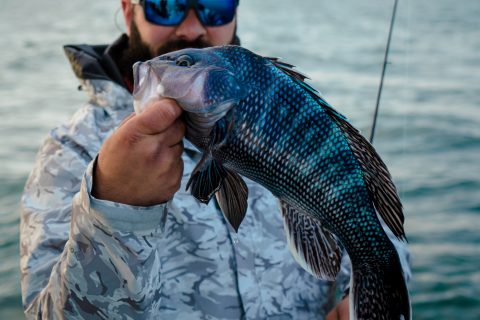 Black Sea Bass Fish Facts