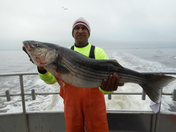 This big bass was caught aboard the Sea Hunter out of Atlantic Highlands last Saturday.