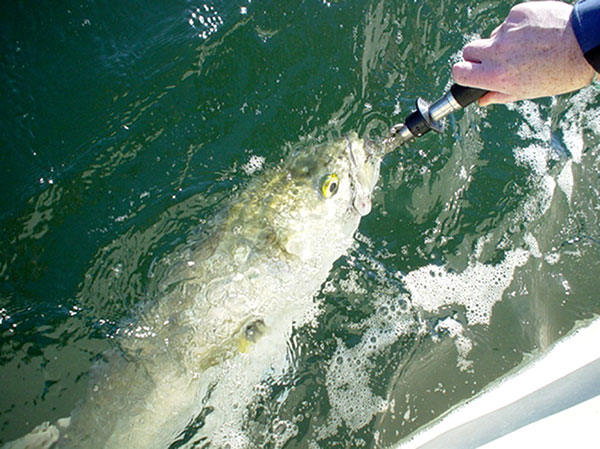A lip gripper, like the Boga Grip, makes it easy to land and unhook the toothy blues.