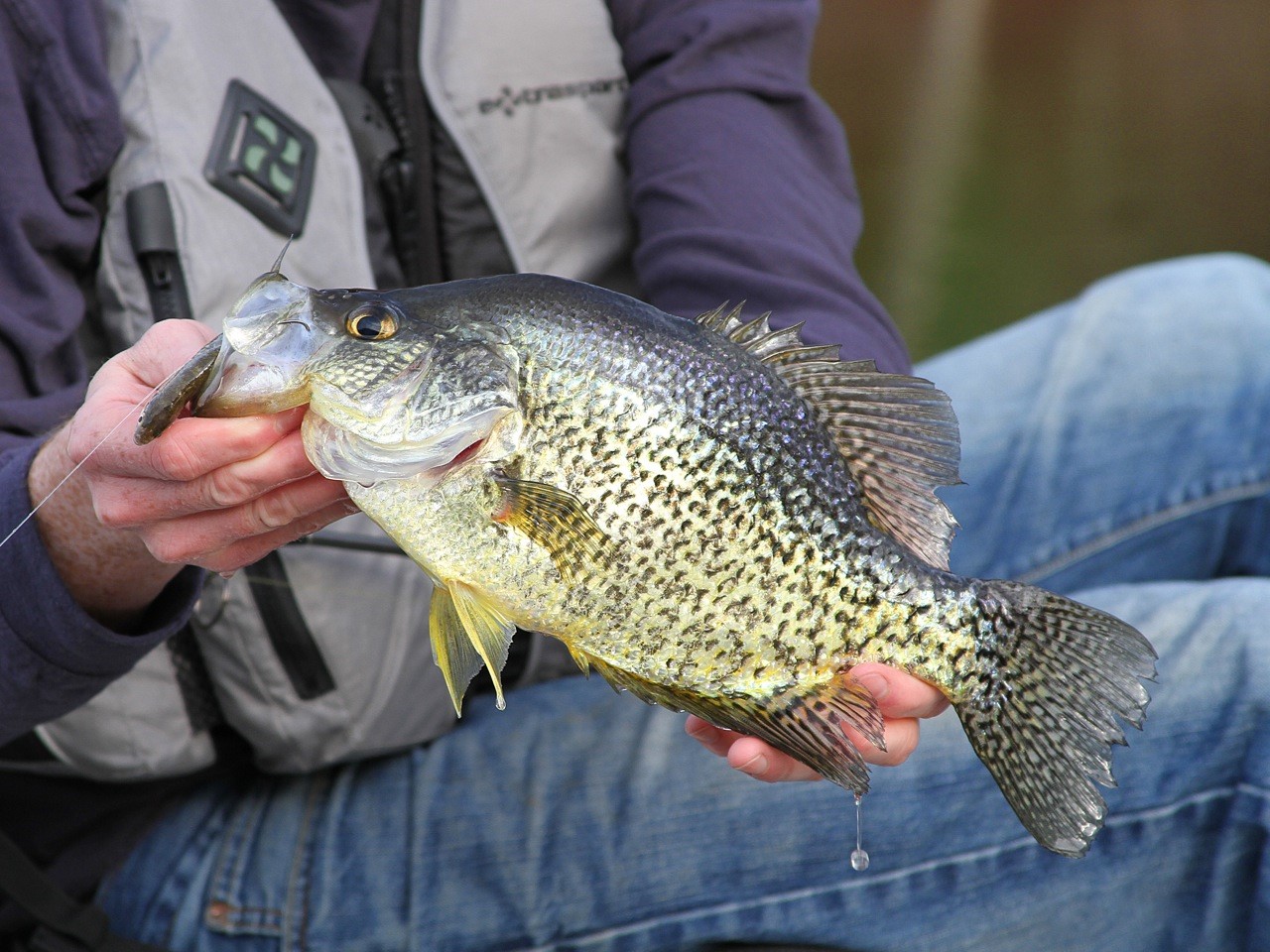 The SKYSCRAPERS of Lakes Country  SHALLOW Weed Bite - The Crappie