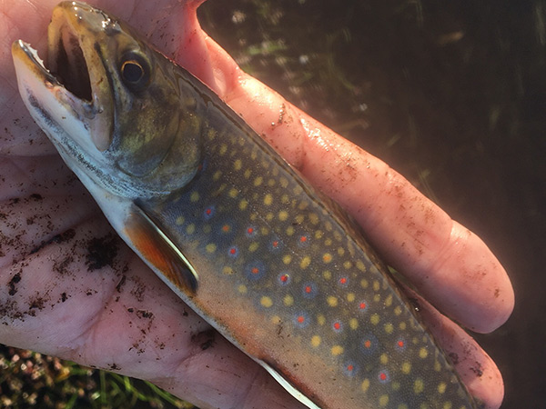 Salmon River small Brown Trout