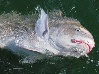 The black drum uses the barbels under its chin to locate food along the mud bottom of the Delaware Bay.