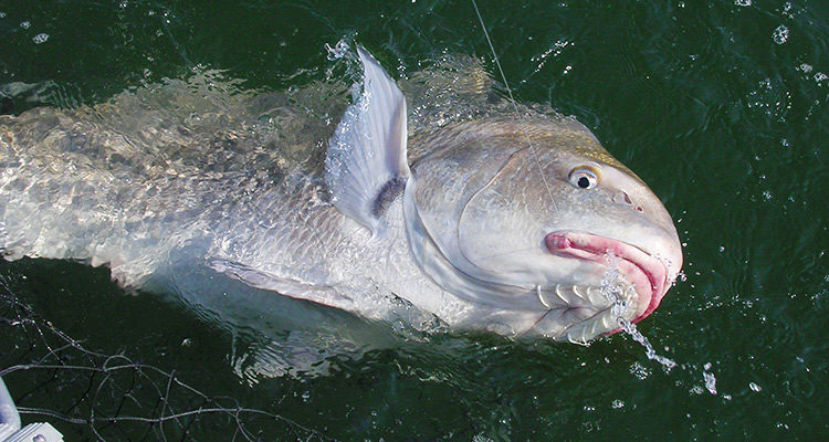 The black drum uses the barbels under its chin to locate food along the mud bottom of the Delaware Bay.