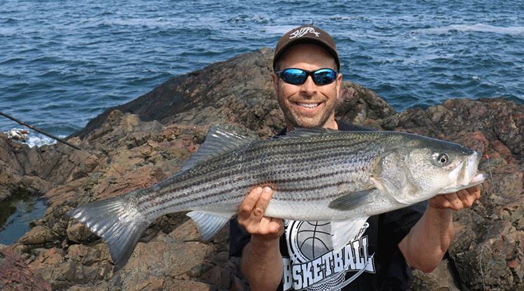 Better bass can now be found on the North Shore wherever you find pollock. 