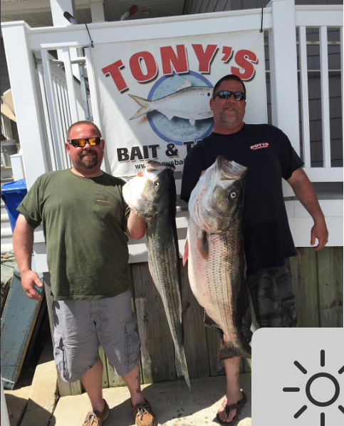 Big stripers have been caught on the troll off the beaches north of Barnegat Inlet. These cows were checked in at Tony's Bait and Tackle. 