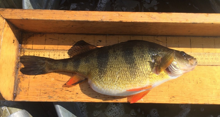 13.9 inch Yellow Perch