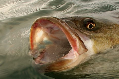 A Nose For Striped Bass