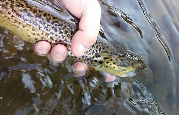 Hefty Brown Trout
