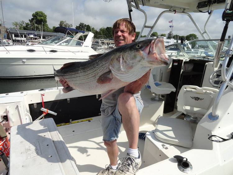 George Raynor  caught this 43-pound striped bass this week. 