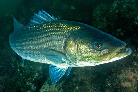 Big striped bass often appear curious, and will approach divers who enter their realm.