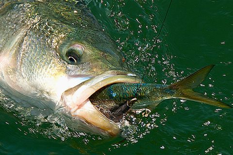 The Shallow Show of North Shore Striped Bass