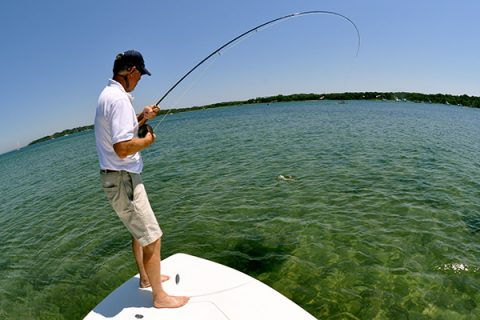 Sight fishing for stripers