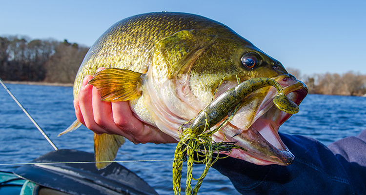 Three Essential Largemouth Bass Setups On The Water, 59% OFF