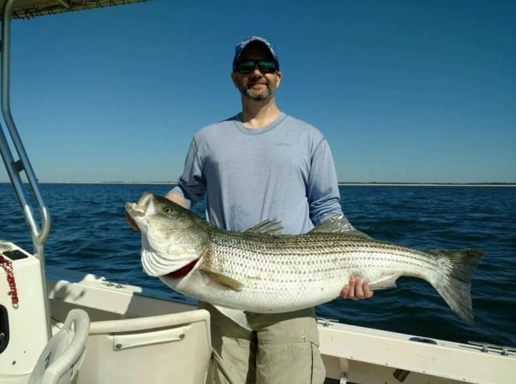 This mid-40-pound bass was taken around the bunker pods outside Moriches Inlet this morning.