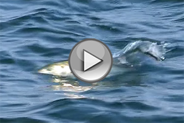 video: tailing bluefish