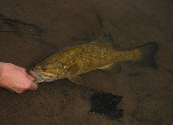 Angler releasing a Smallmouth Bass back into the Delaware River.