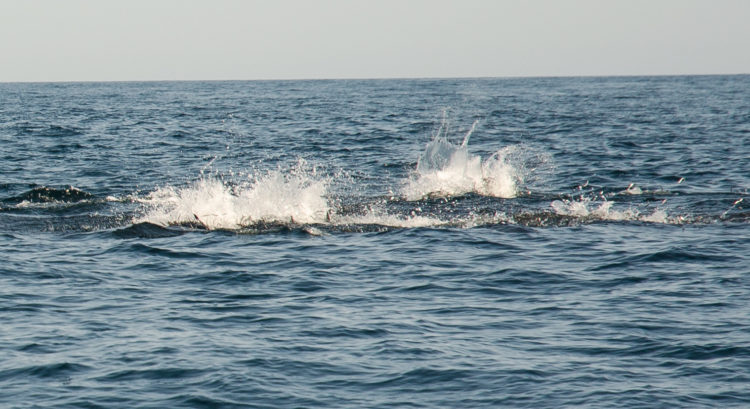 Lingering until the early afternoon yielded this tuna feed, and a subsequent hook-up that ended the day on a high note for captain and crew.