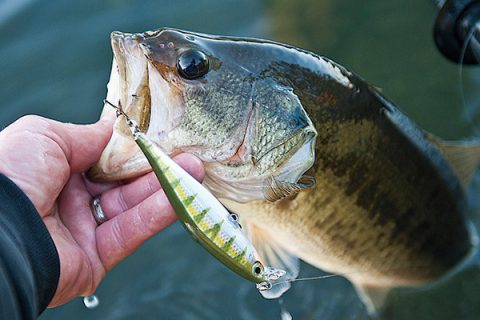 Rapala Shadow Rap Shad
