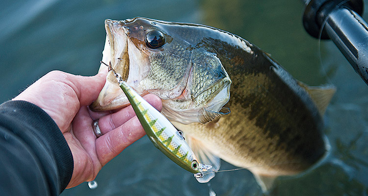 Featured Lure: Rapala Shadow Rap - On The Water